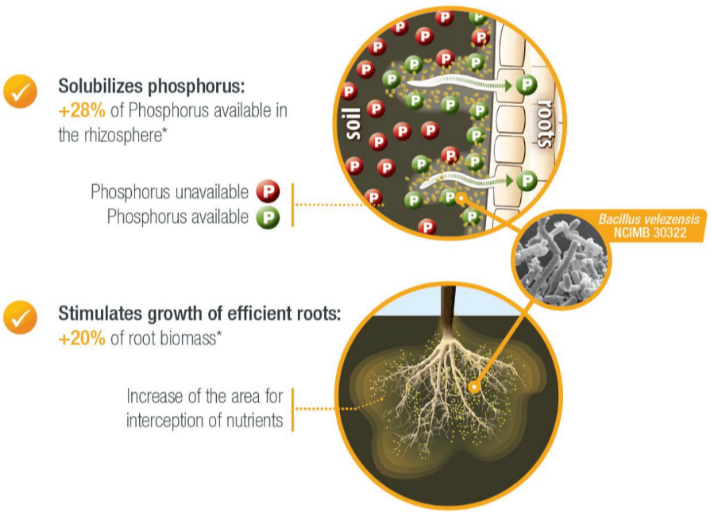 lalrise start solubilises phosphorous and stimulates growth of efficient roots
